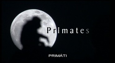 Primáti